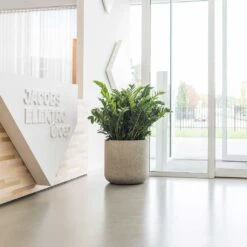 Jumbo Charlie Planter - Stone Washed -Plant potted plants Jumbo Charlie Planter Stone Washed Office Reception Planter