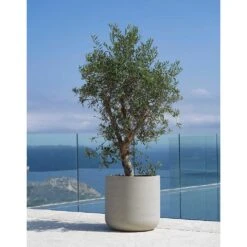 Jumbo Charlie Planter - Stone Washed -Plant potted plants Jumbo Charlie Planter Stone Washed Olive Tree