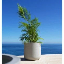 Jumbo Charlie Planter - Stone Washed -Plant potted plants Jumbo Charlie Planter Stone Washed Palm Tree