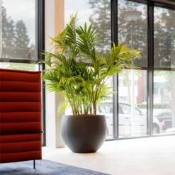 Jumbo Orb Natural Orb Planter - Black -Plant potted plants Jumbo Orb Natural Orb Planter Black Kentia Palm fff74497 414d 4847 8a48 48dbd3cf1160