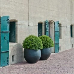 Jumbo Orb Natural Orb Planter - Black -Plant potted plants Jumbo Orb Natural Orb Planter Black Outdoor Topiary