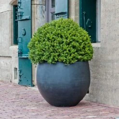 Jumbo Orb Natural Orb Planter - Black -Plant potted plants Jumbo Orb Natural Orb Planter Black Single Outdoor Planter