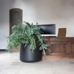 Jumbo Patt Natural Planter - Black -Plant potted plants Jumbo Patt Natural Planter Black Reception Planter