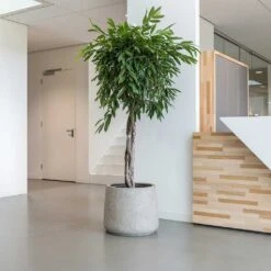 Jumbo Patt Planter - Stone Washed -Plant potted plants Jumbo Patt Planter Stone Washed Indoor Tree