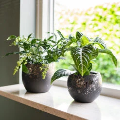 Kae Plant Pot - Mocha -Plant potted plants Kae Plant Pots Mocha Houseplants