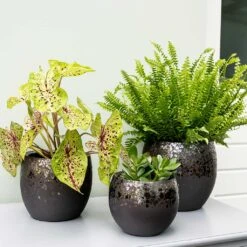 Kae Plant Pot - Mocha -Plant potted plants Kae Plant Pots Mocha Indoor Plants