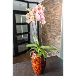 Plant potted plants -Plant potted plants Kae Plant Vase Cayenne Houseplant