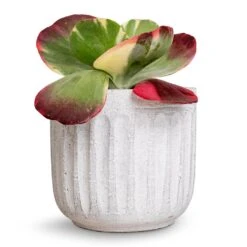 Kalanchoe Luciae Fantastic - Paddle Plant -Plant potted plants Kalanchoe luciae Fantastic Paddle Plant 12x25cm Duncan Plant Pot Cement 17x16cm