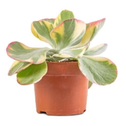 Kalanchoe Luciae Fantastic - Paddle Plant -Plant potted plants Kalanchoe luciae Fantastic Paddle Plant 2