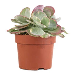 Kalanchoe Luciae Fantastic - Paddle Plant -Plant potted plants Kalanchoe luciae Fantastic Paddle Plant