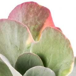 Kalanchoe Luciae Fantastic - Paddle Plant -Plant potted plants Kalanchoe luciae Fantastic Paddle Plant SWATCH