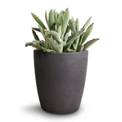 Gerben Plant Pot - Black Washed 17 Gerben Plant Pot - Black Washed -Plant potted plants Kalanchoe tomentosa Panda Plant 12x25cm Gerben Plant Pot Black Washed 15x16cm 3fedd242 a13e 4e84 ab9e 1630182540ce