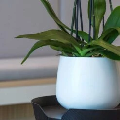 Kevan Essentials Plant Pot - Matt White -Plant potted plants Kevan Plant Pot Matt White Close Up