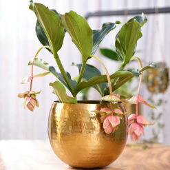 Kody Metal Plant Pots - Set Of 3 - Large - Gold -Plant potted plants Kody Metal Plant Pots Set of 2 Small Gold Lifestyle 02 c446cf52 5828 483a b7f1 16895f1c1bb7