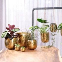 Kody Metal Plant Pots - Set Of 3 - Large - Gold -Plant potted plants Kody Metal Plant Pots Set of 2 Small Gold Lifestyle 03 bf2f59c4 923f 4f0e a93b e51472cb34a5