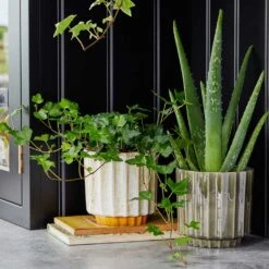 Lugano Scalloped Plant Pot - Mustard 15 Lugano Scalloped Plant Pot - Mustard -Plant potted plants LIfestyle Lugano Scalloped Plant Pot