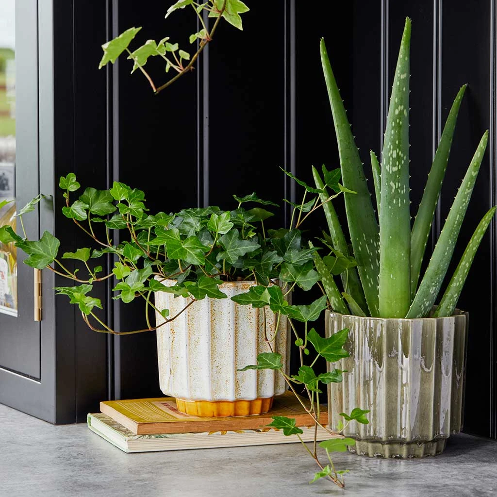 Lugano Scalloped Plant Pot - Mustard 8 Lugano Scalloped Plant Pot - Mustard - Image 6