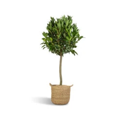 Laurus Nobilis - Bay Tree -Plant potted plants Laurus Nobilis Bay Tree 25x130cm Nelis Plant Basket Natural 28x27cm ad0709c6 9647 4ddb a109 2077ca228b1e
