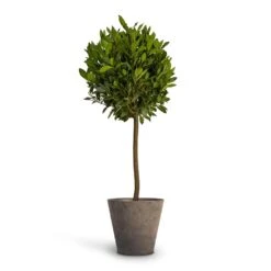Laurus Nobilis - Bay Tree -Plant potted plants Laurus nobilis Bay Tree 25x130cm Claire Artstone Plant Pot Grey 32x29cm