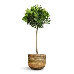 Laurus Nobilis - Bay Tree -Plant potted plants Laurus nobilis Bay Tree 25x130cm Jane Plant Baskets Set5 Jungle
