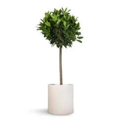 Max Refined Planter - Natural White -Plant potted plants Laurus nobilis Bay Tree 25x130cm Max Refined Planter Natural White 29x29.5cm 60aea5e9 dce7 4349 9dcd da1f6b99943b