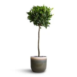 Laurus Nobilis - Bay Tree -Plant potted plants Laurus nobilis Bay Tree 25x130cm Tarra Plant Pot Forest 29x25cm