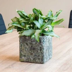 Lava Cube Relic Planter - Jade 20 Lava Cube Relic Planter - Jade -Plant potted plants Lava Cube Relic Planter Jade Houseplants