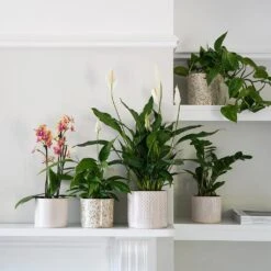 Lazzaro Plant Pot - Linen Effect -Plant potted plants Lazzaro Plant Pot Linen Effect 18 x 16cm