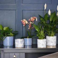 Lazzaro Plant Pot - Vintage Bird -Plant potted plants Lazzaro Plant Pot Vintage Bird 15 x 13cm