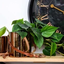 Floro Hanging Plant Pot - Copper 18 Floro Hanging Plant Pot - Copper -Plant potted plants Lifestyle Floro Hanging Plant Pot Copper 13x13cm