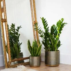 Solis Embossed Plant Pot - Gold 19 Solis Embossed Plant Pot - Gold -Plant potted plants Lifestyle Solis Embossed Plant Pot Gold 18x18cm 1
