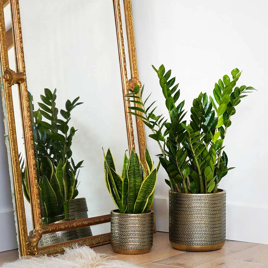Solis Embossed Plant Pot - Gold 10 Solis Embossed Plant Pot - Gold - Image 8