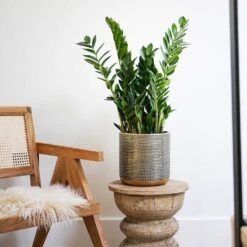 Solis Embossed Plant Pot - Gold 17 Solis Embossed Plant Pot - Gold -Plant potted plants Lifestyle Solis Embossed Plant Pot Gold 18x18cm