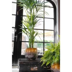 Lindy Plant Pot - Ochre -Plant potted plants Lindy Plant Pot Ochre Kentia Palm
