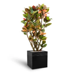 Line-Up Cube Planter - Matt Black 9 Line-Up Cube Planter - Matt Black -Plant potted plants Line Up Cube Planter Matt Black Croton