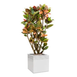 Line-Up Cube Planter - Matt White -Plant potted plants Line Up Cube Planter Matt White Croton