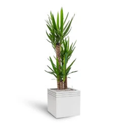 Line-Up Cube Planter - Matt White -Plant potted plants Line Up Cube Planter Matt White Yucca