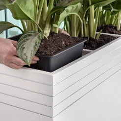 Line-Up Cube Planter - Matt White -Plant potted plants Line Up Tall Square Planter Matt White Lifestyle d7ee9310 8be7 4c44 81be 86c068dc217b