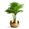 Livistona Rotundifolia - Footstool Palm -Plant potted plants Livistona rotundifolia Footstool Palm 14x60cm Hammered Bowl Gold with Black 19x14cm f77a7d03 5298 4cce b1cd 2d25f075f0f6
