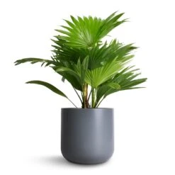 Livistona Rotundifolia - Footstool Palm -Plant potted plants Livistona rotundifolia Footstool Palm 14x60cm Lisbon Plant Pot Charcoal 19x19cm