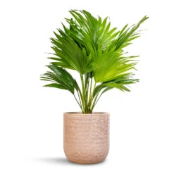 Livistona Rotundifolia - Footstool Palm -Plant potted plants Livistona rotundifolia Footstool Palm 14x60cm Ocean Glaze Plant Pot Morganite 18x18cm 24168e43 d1a0 4b92 8786 b8367b201aa3