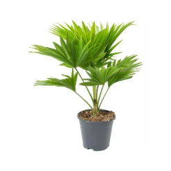 Livistona Rotundifolia - Footstool Palm -Plant potted plants Livistona rotundifolia Footstool Palm