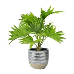 Livistona Rotundifolia - Footstool Palm -Plant potted plants Livistona rotundifolia Footstool Palm Elin Plant Pot Denim cb46ec16 1b80 4edb 960d 506de5c9c94f