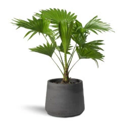 Patt Plant Pot - Black Washed 32 Patt Plant Pot - Black Washed -Plant potted plants Livistona rotundifolia Footstool Palm Patt Plant Pot 9d1d8698 064b 4647 9daa b836a16daabd