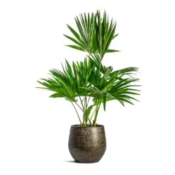 Ryan Plant Pot - Shiny Gold -Plant potted plants Livistona rotundifolia Footstool Palm Ryan Plant Pot Shiny Gold 599e8d31 e617 4436 a26a aec82542de36
