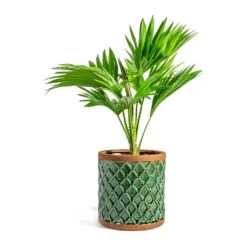Livistona Rotundifolia - Footstool Palm -Plant potted plants Livistona rotundifolia Footstool Palm liam turquoise plant pot