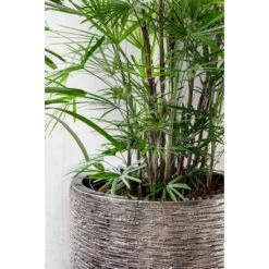 Luxe Lite Wrinkle Cylinder Planter - Bronze -Plant potted plants Luxe Lite Wrinkle Cylinder Planter Bronze Lifestyle Close