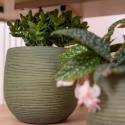 Lydia Plant Pot - Shiny Green -Plant potted plants LydiaPlantPot ShinyGreen 3