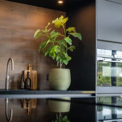 Lydia Plant Pot - Shiny Green -Plant potted plants LydiaPlantPot ShinyGreen 7