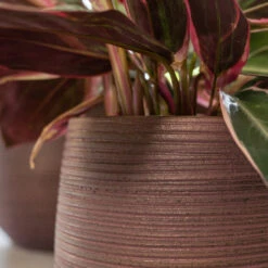 Lydia Plant Pot - Shiny Purple -Plant potted plants LydiaPlantPotShiny Purple 6